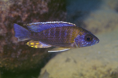 Aulonocara saulosi 'Likoma Island'